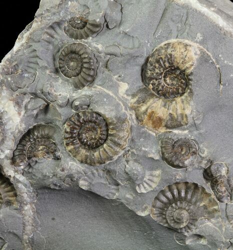 Ammonite Fossil Slab - Marston Magna Marble #63516